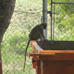 watch-our-for-monkeys