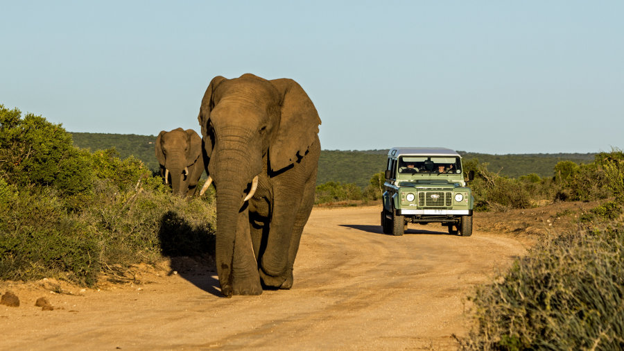 ADDO ELEPHANT NATIONAL PARK, PORT ELIZABETH -  BEST PLACES FOR VEGANS TO TRAVEL IN AFRICA 