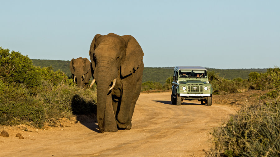 Addo Elephant National Park ADDO ELEPHANT NATIONAL PARK, PORT ELIZABETH - BEST PLACES FOR VEGANS TO TRAVEL IN AFRICA