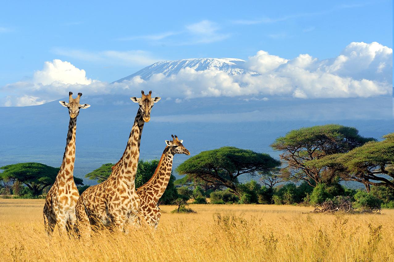 EIGHT BEST PLACES FOR VEGANS TO TRAVEL IN AFRICA