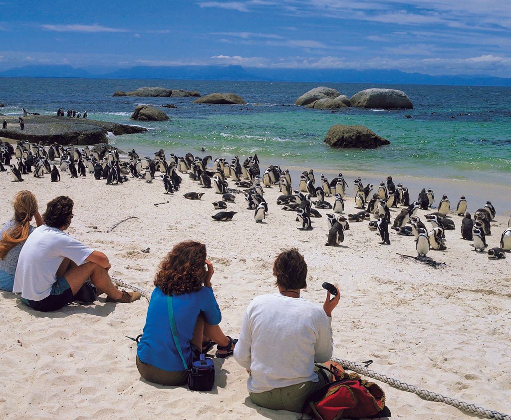 BOULDERS PENGUIN COLONY, SIMON’S TOWN, CAPE TOWN - Vegan tours and travel Africa