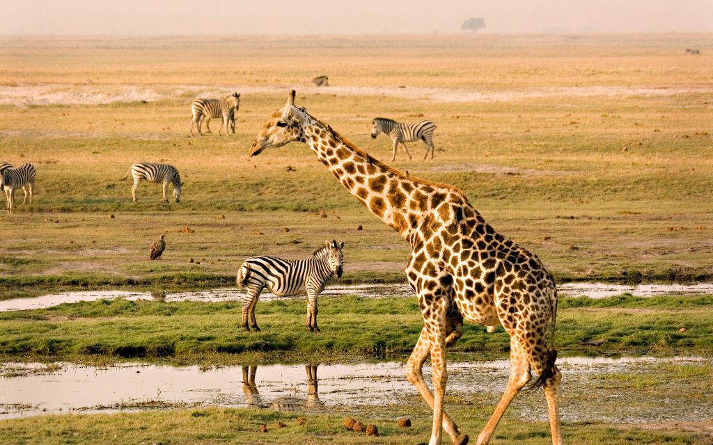 CHOBE NATIONAL PARK, BOTSWANA - vegan global travel, Africa