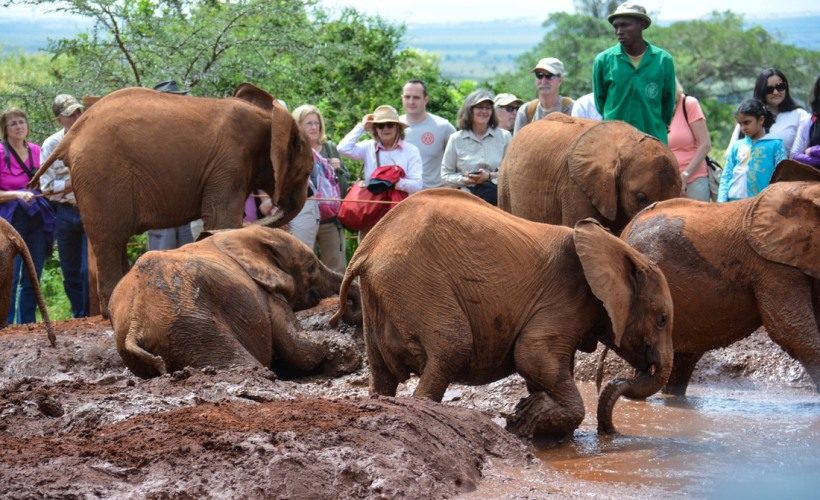 David Sheldrick Elephant Orphanage 820x500 1 DAVID SHELDRICK WILDLIFE TRUST, NAIROBI - Vegan holiday travel in Africa
