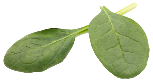 Spinach