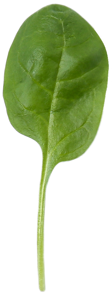 Spinach