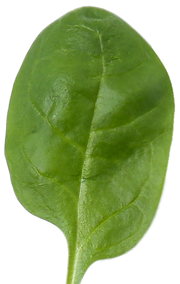 Spinach